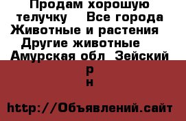 Продам хорошую телучку. - Все города Животные и растения » Другие животные   . Амурская обл.,Зейский р-н